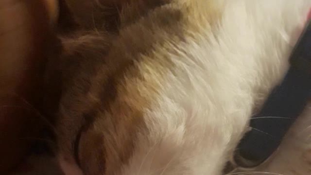 My cat chose to sleep between my hands, so emotional 😿😻😿
