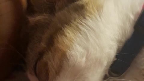 My cat chose to sleep between my hands, so emotional 😿😻😿