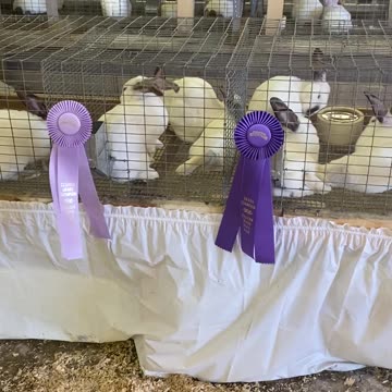 Ribbon winning Rabbits, Eastern Idaho State Fair, Blackfoot ,ID , 9-9-2023