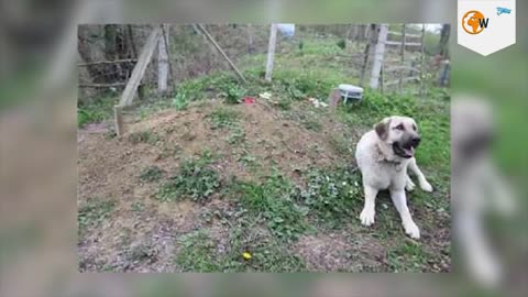 Family Dog Goes To Visit His Owner s Gra, But What He Does There Brings Everyone To Tears