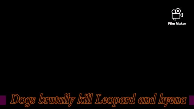 Top 5 Dogs Brutally Kill Leopard And Hyena Amazing Fight Scenes.