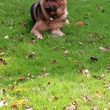 Virgil german shepherd!