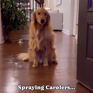 The internets greatest prankster… #dog #goldenretriever