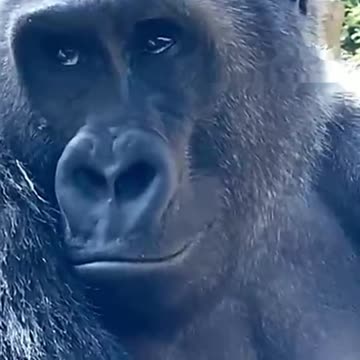 Funny Monkeys make me Happy