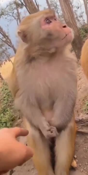Funny monkey video// monkey attitude video