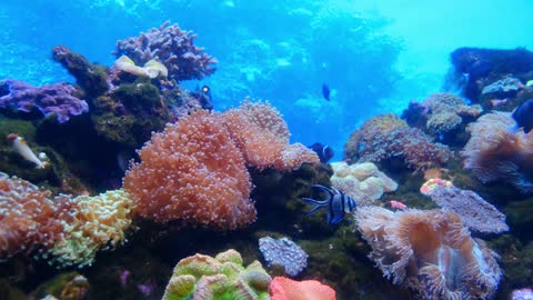 Underwater fish and coral marine life