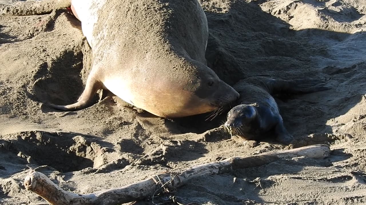 Elephant Seal Birth At Piedras Blancas Rookery