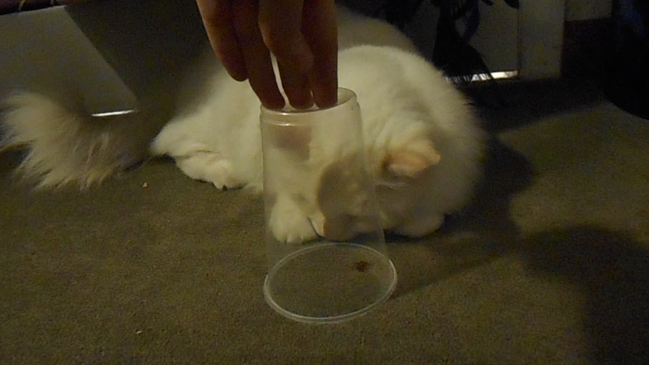 Excited kitten desperately wants to eat spider