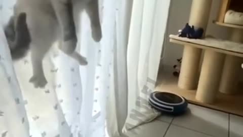 Funny cat videos