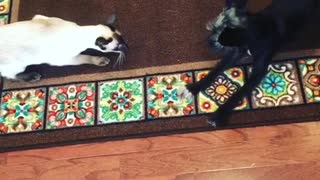 Siamese cat practices stalking skills on playful pooch