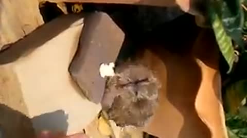 Baby bird falls from mother