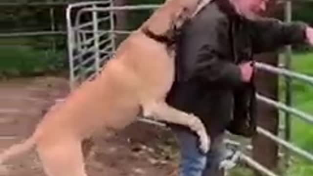 Huge dog showing who the big boss is