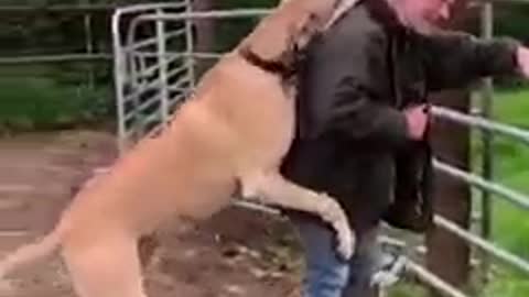 Huge dog showing who the big boss is