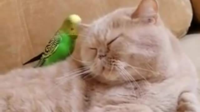 Funny,Cat, parrot, is a lovely and genyly.