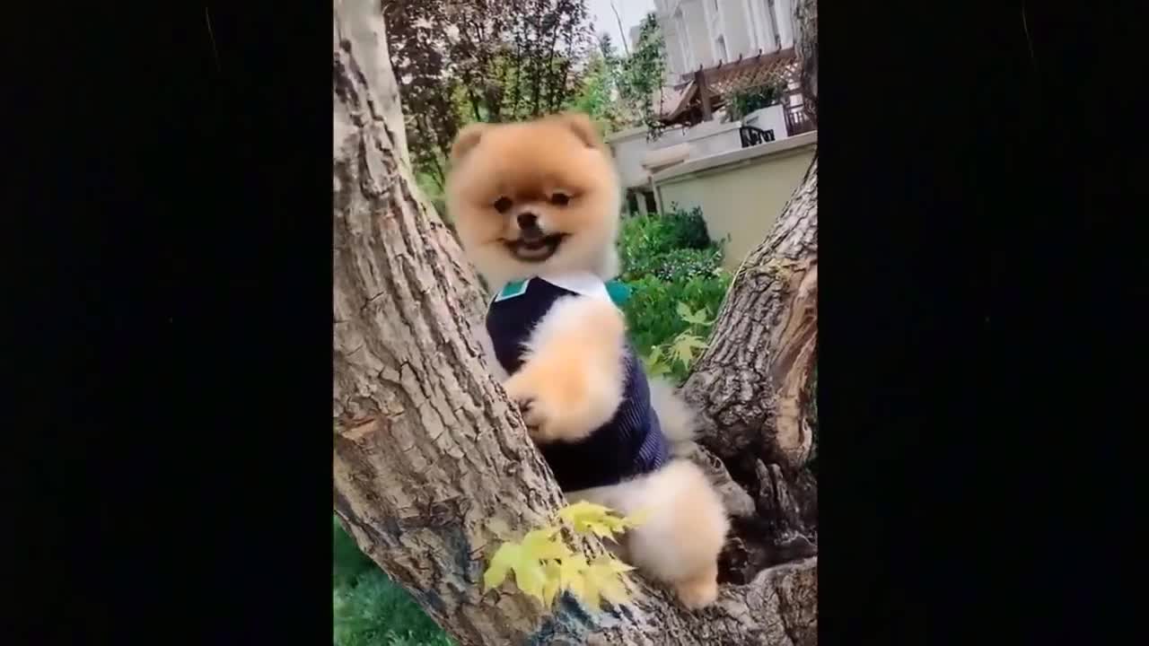 πCute And Funny Pets ππ Mascotas lindas y divertidas π 42