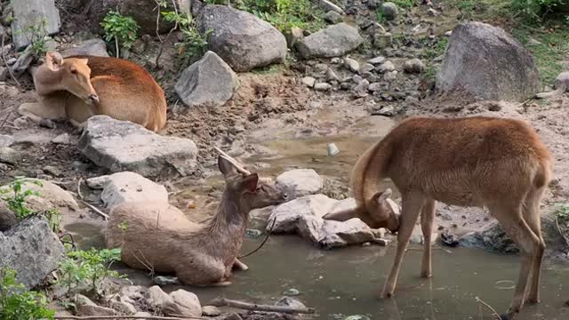 Three Deer Rest In The Forest.