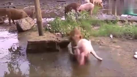 Baby Pig VS Baby Wild Boar