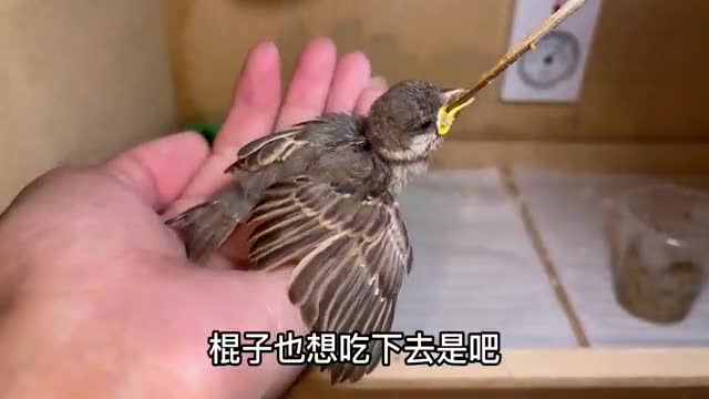 hairy little sparrow