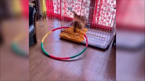 smart dog playing with the hula hoop