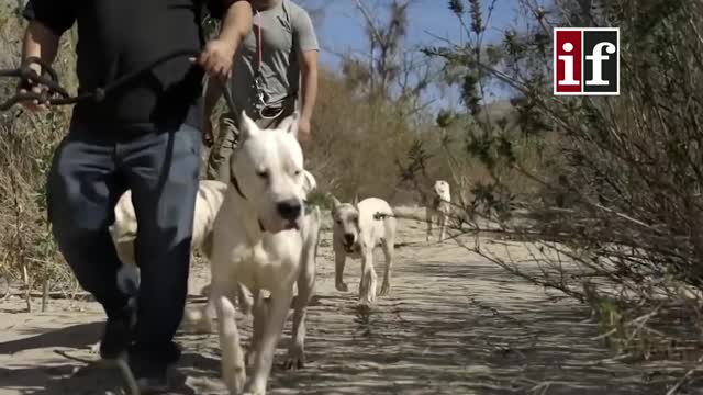 Most dangerous dog breeds in the world #shorts by in facts official $danger dog