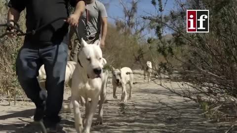 Most dangerous dog breeds in the world #shorts by in facts official $danger dog