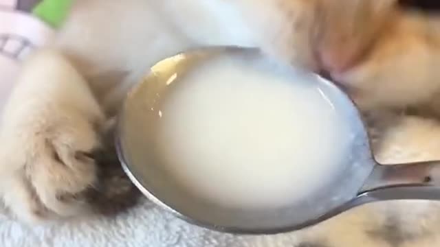 Two funny cute cats drinking milk.