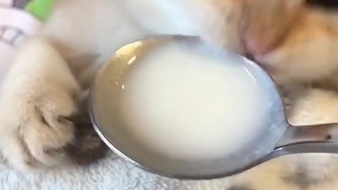 Two funny cute cats drinking milk.