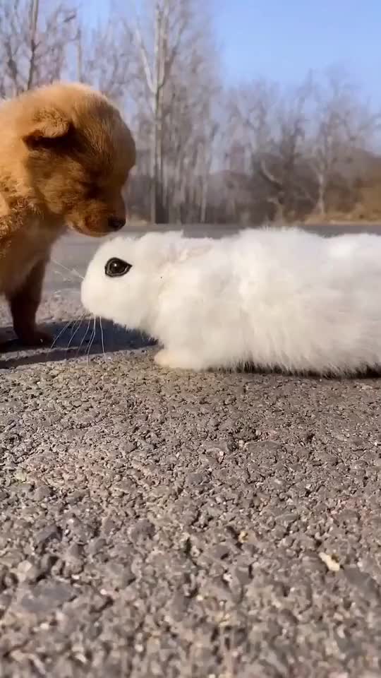 Funny Rabbit and Dog