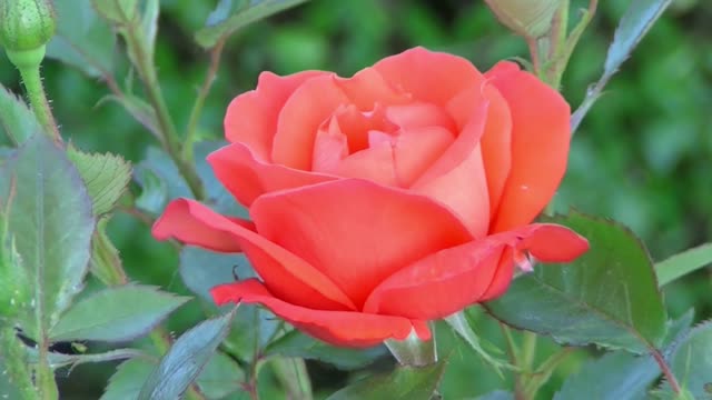 Beautiful Red Rose Being Opened In Slow Motion