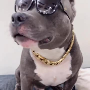 Bridget likes food slightly more 😂 #dogs #englishmastiff #husky