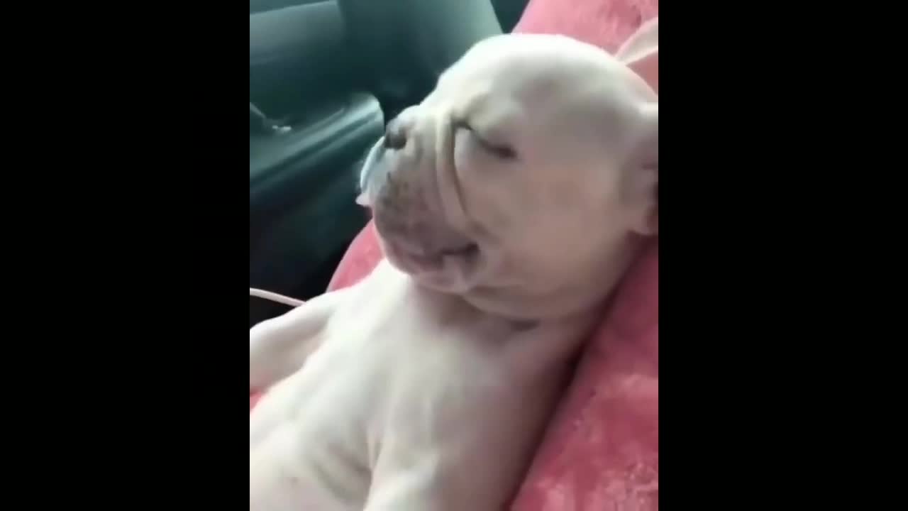 THE BITCHES IN THE MOST CUTE MOMENTS