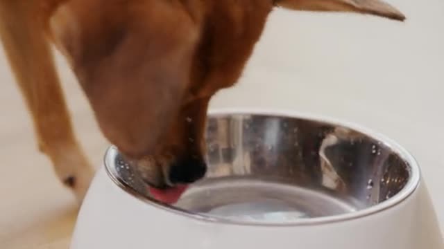 A dog drinking water