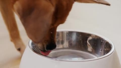 A dog drinking water