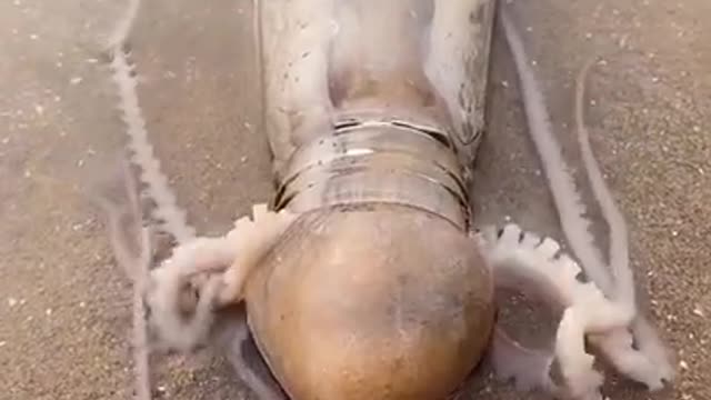 Octopus 🐙 trying to get small bottle.