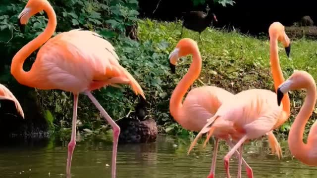 Nice birds