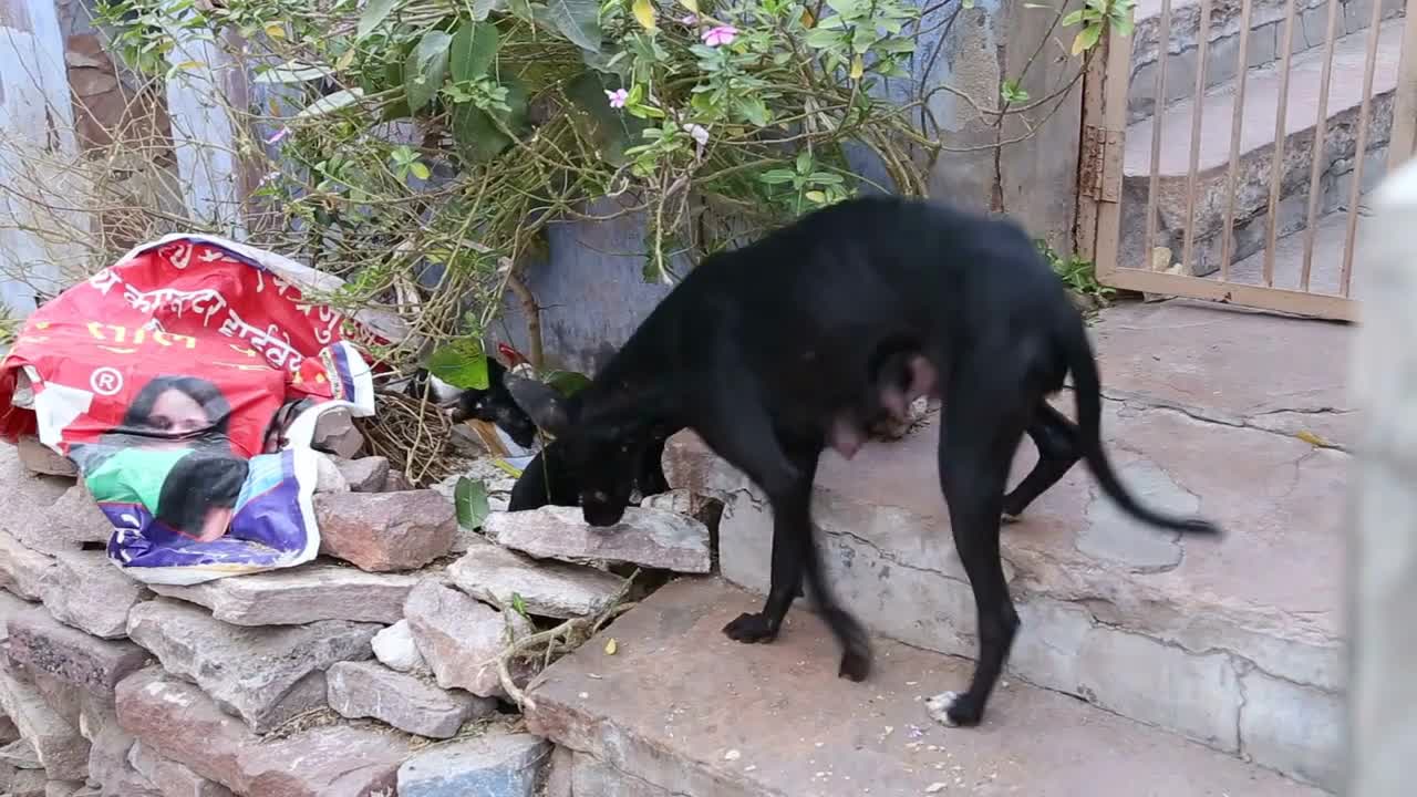 Big dog with hispuppiesclimbing on stones on the streets of Jodhpur