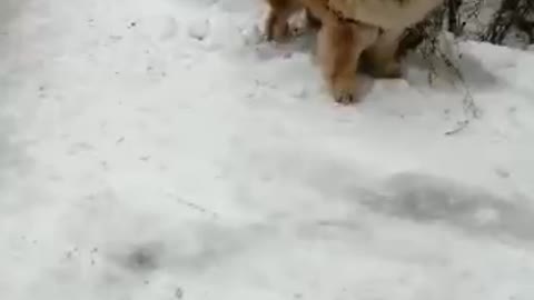 dog rolls brother