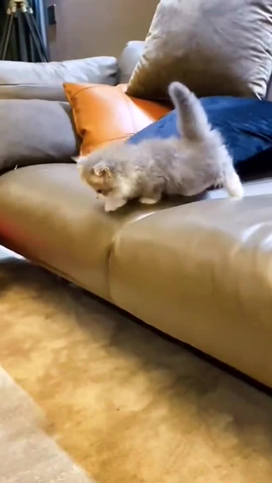 Can a cat jump so high ?