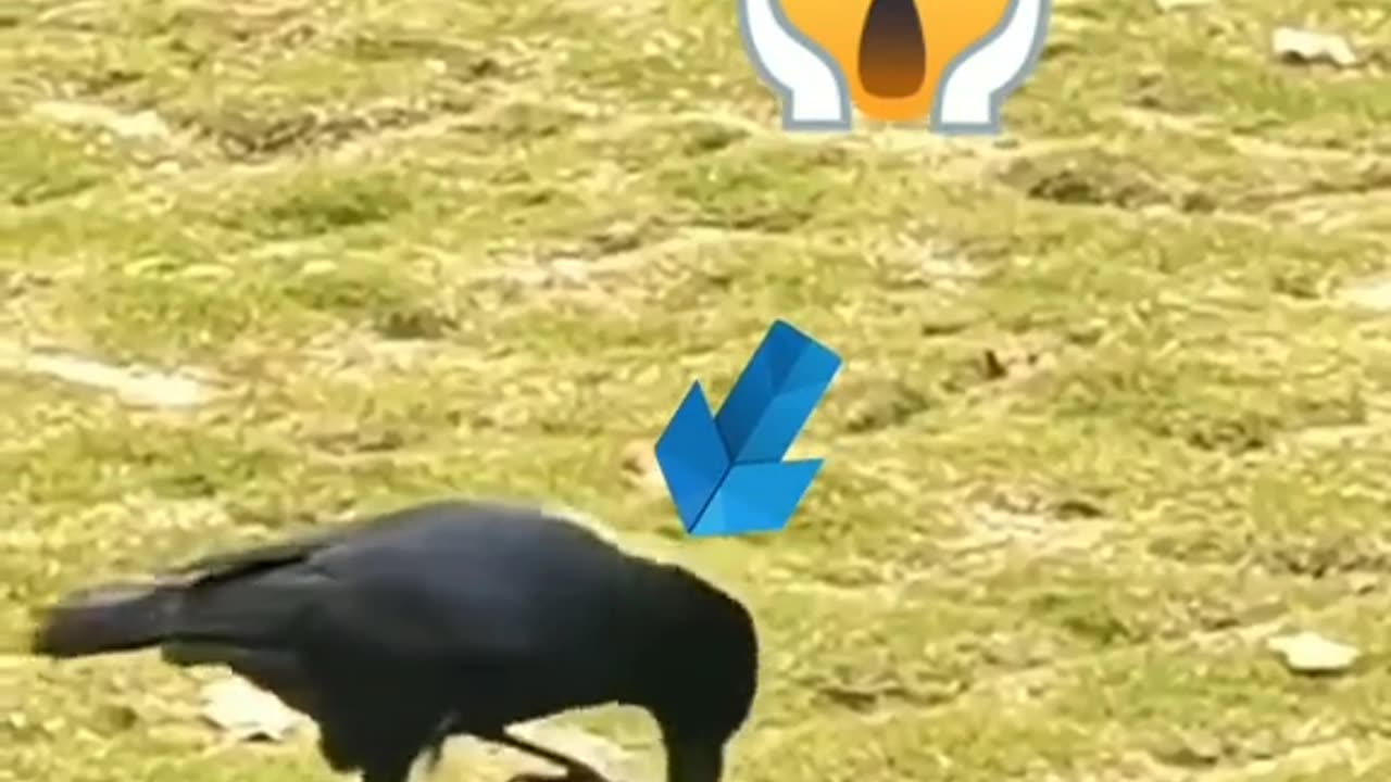 Thirsty crow