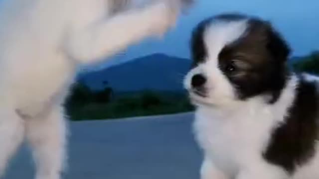 Funny Animal Videos - Awesome Funny Pet Animals | Cute Animals | Super Funny Dog Videos #short video