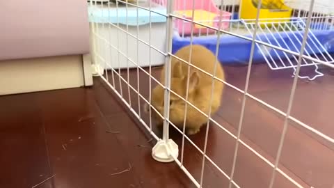 This Rabbit Escape Prison