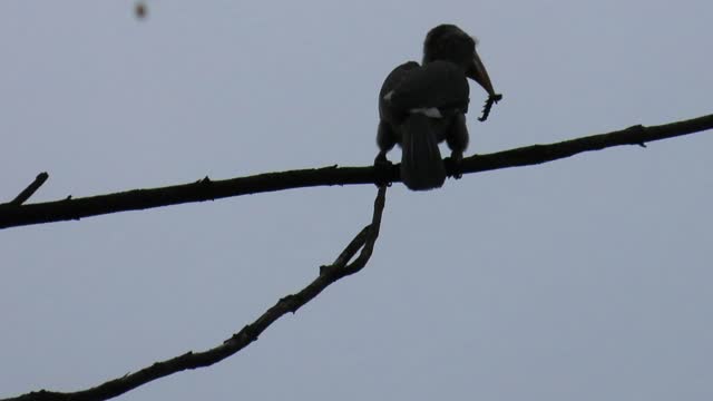 Malabar Gray Hornbill eating the caterpillar