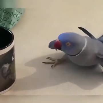 Pets, cats, dogs, and much more.