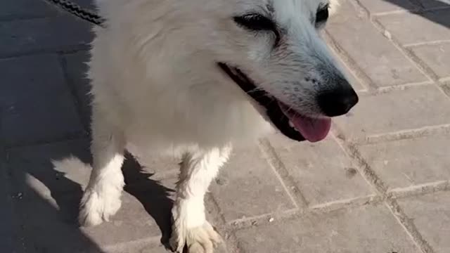 Dog 🐕‍🦺 Video By Kingdom Of Awais