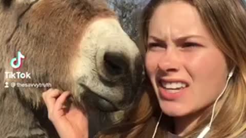 The donkey party