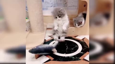 These cats are trained and love to play ball