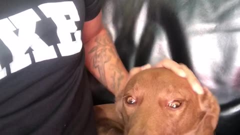 Dog "sugar"