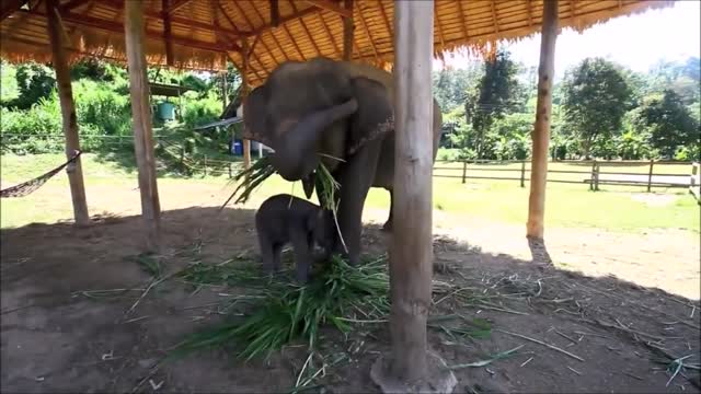 Scared Baby Elephant! TRY NOT TO LAUGH!!