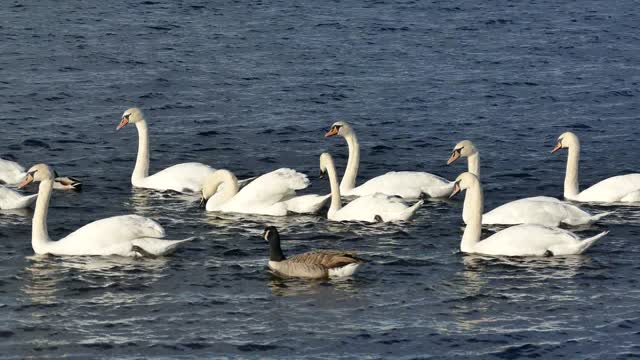 ducks swans white water.