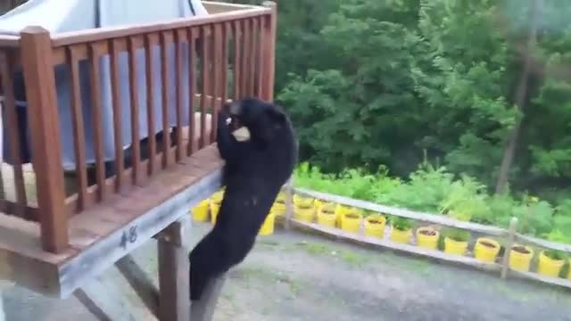 Do not try to hide from the bear on the balcony